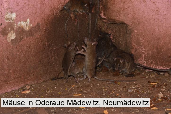Mäuse in Oderaue Mädewitz, Neumädewitz